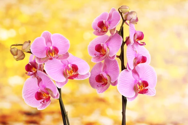 Zachte mooie orchid op natuurlijke achtergrond — Stockfoto
