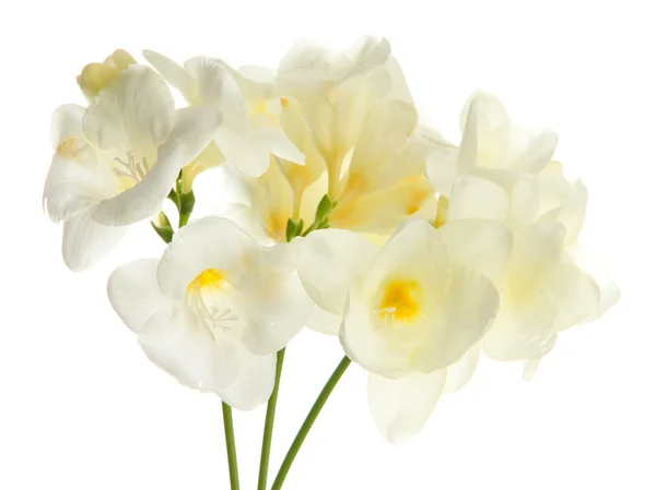 Beau bouquet de freesias, isolé sur blanc — Photo