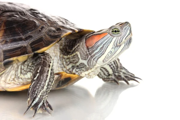 Red ear turtle isolated on white — Stock Photo, Image