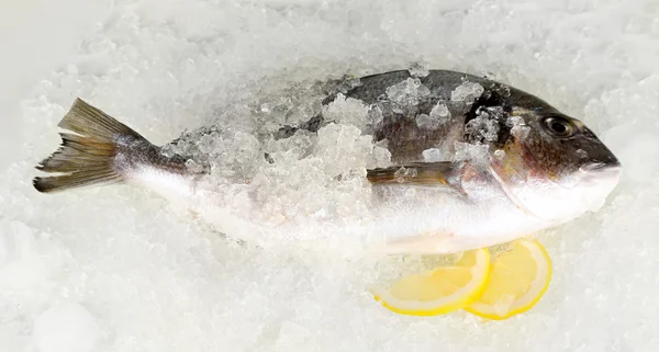 Dorado fish on ice — Stock Photo, Image