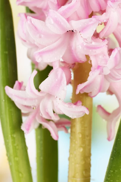 Hermoso jacinto, sobre fondo brillante — Foto de Stock