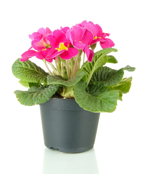 Beautiful pink primula in flowerpot, isolated on white — Stock Photo, Image