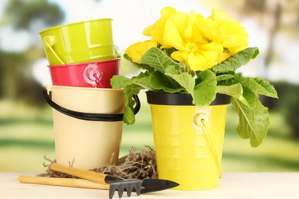 Bella primula gialla in vaso da fiori su tavolo di legno su sfondo verde — Foto Stock