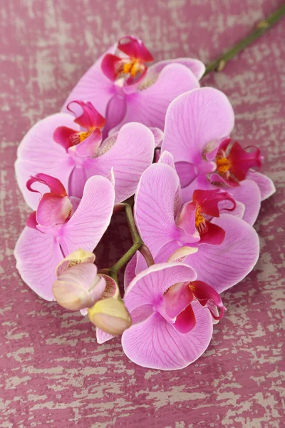 Orquídea bonita doce na mesa de madeira close-up — Fotografia de Stock