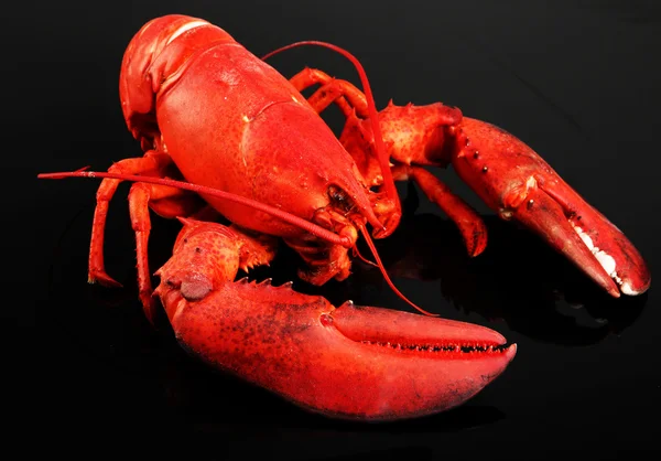 Homard rouge, sur fond noir — Photo