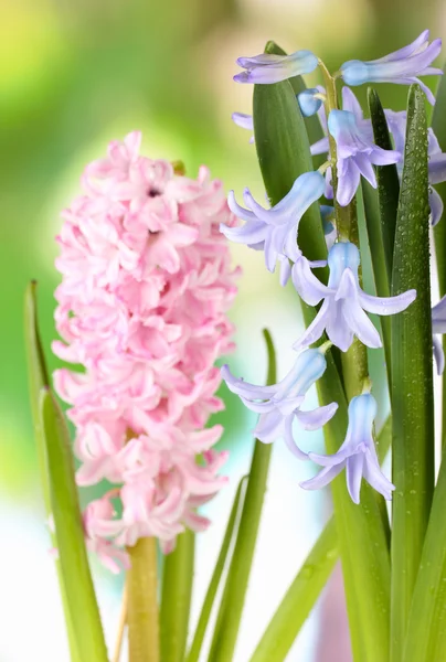 Beautiful hyacinths, on bright background — Stock Photo, Image