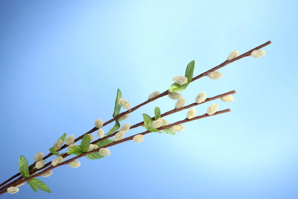 Pussy-willow twigs on blue background — Stock Photo, Image