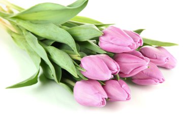 güzel beyaz izole mor Lale buketi