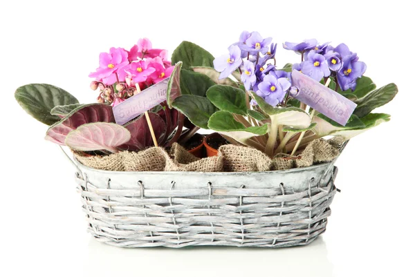 Bright saintpaulias in basket, isolated on white — Stock Photo, Image