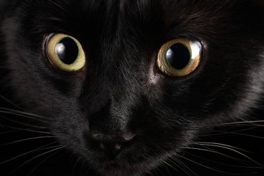 siyah kedi, yakın çekim