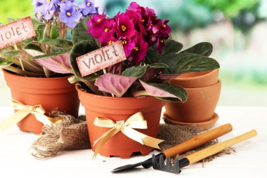 Bright saintpaulias and garden tools on natural background clipart