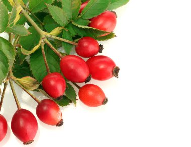Olgun kalça gül dalı yapraklarla üzerine beyaz izole
