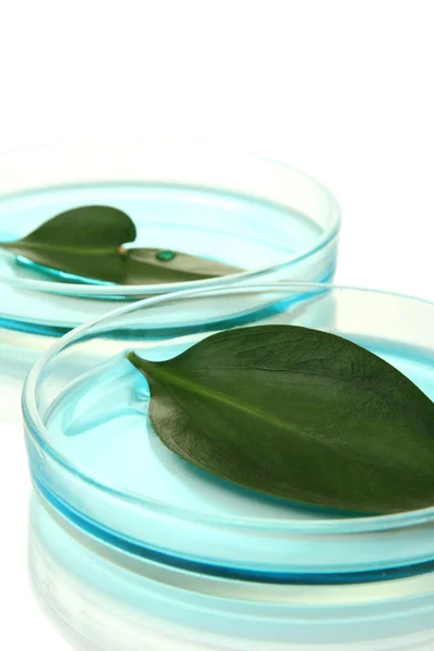 Генетично модифіковане листя, протестоване в посуді Петрі, ізольоване на білому — стокове фото