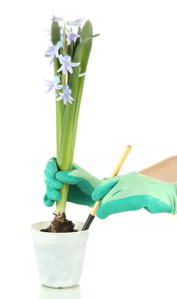 Bellissimo giacinto in vaso da fiori e mano del giardiniere (foto concettuale cura dei fiori), isolato su bianco — Foto Stock