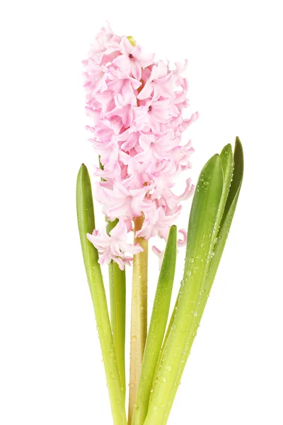Mooie hyacint, geïsoleerd op wit — Stockfoto