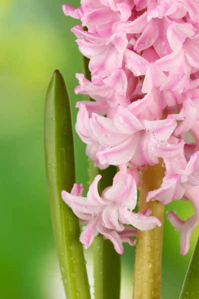Hermoso jacinto, sobre fondo brillante — Foto de Stock