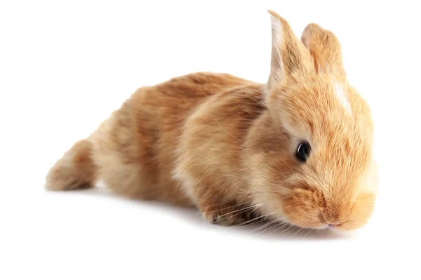Пушистый лисий кролик, изолированный на белом — стоковое фото