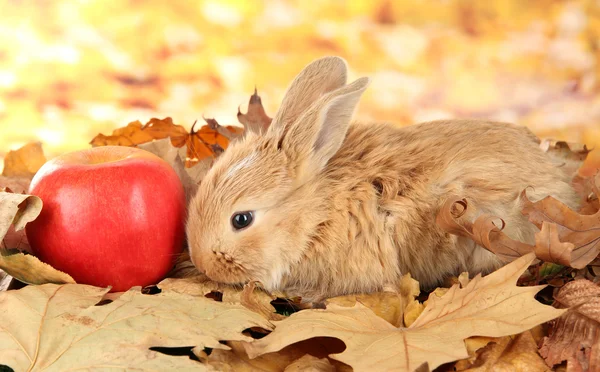 Fluffy foxy rabbit on leaves with apple in park — Stock Photo, Image