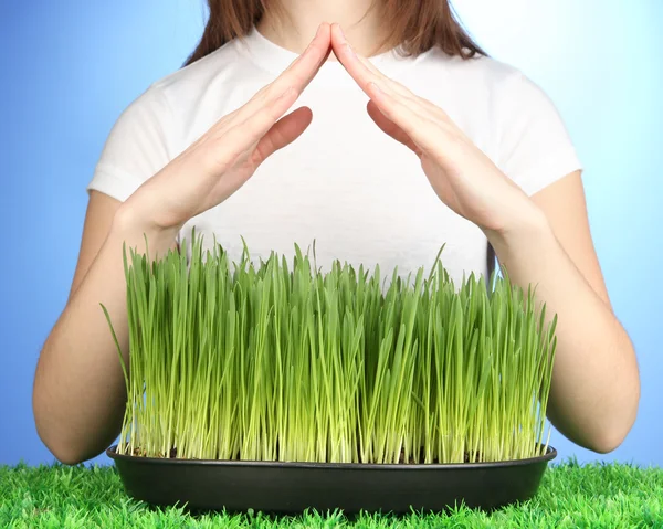 Hands protects growing grass on blue background — Stock Photo, Image