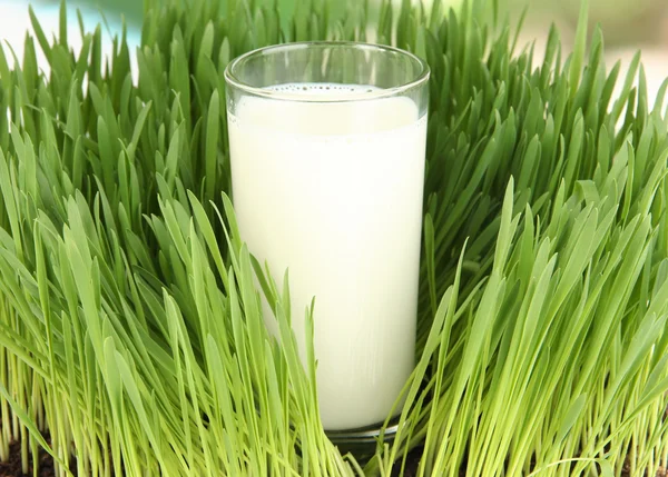 Glas mjölk stående på gräs på nära håll — Stockfoto