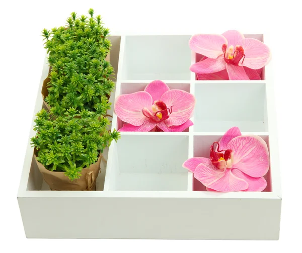 Vackra blommor ordnade i trälåda isolerad på vit — Stockfoto