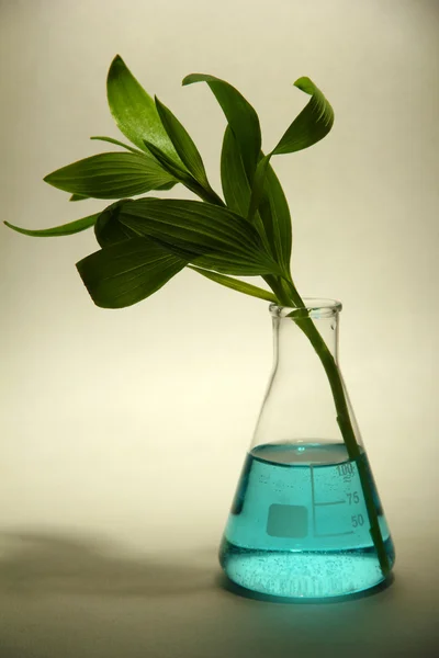 Zweig mit grünen Blättern im Reagenzglas auf grauem Hintergrund — Stockfoto