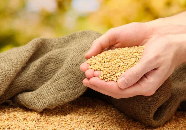 Hombre manos con grano, sobre fondo verde — Foto de Stock