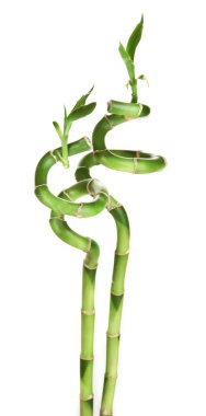 güzel bambu dalları üzerinde beyaz izole