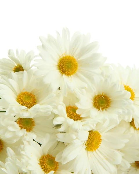 Ramo de hermosas flores de margaritas, aisladas en blanco —  Fotos de Stock