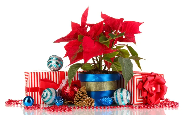 Hermosa poinsettia con bolas de Navidad y regalos aislados en blanco —  Fotos de Stock