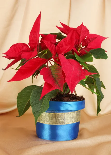 Belle poinsettia sur fond de tissu doré — Photo