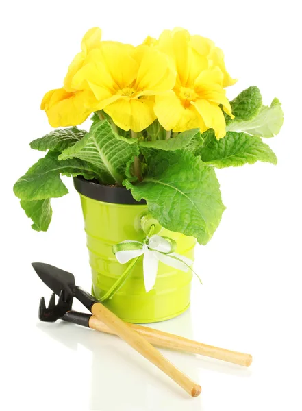 Belle primula jaune en pot de fleurs, isolée sur blanc — Photo