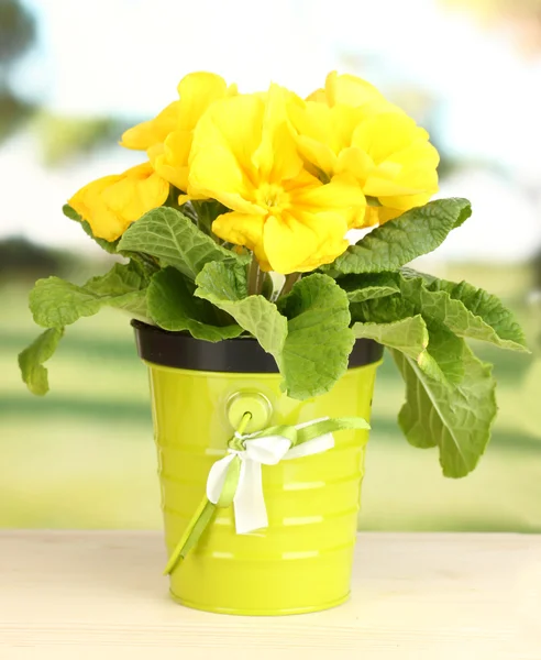 Schöne gelbe Primeln im Blumentopf auf Holztisch auf grünem Hintergrund — Stockfoto