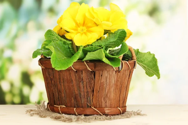 Bella primula gialla in cesto su tavolo di legno su sfondo verde — Foto Stock