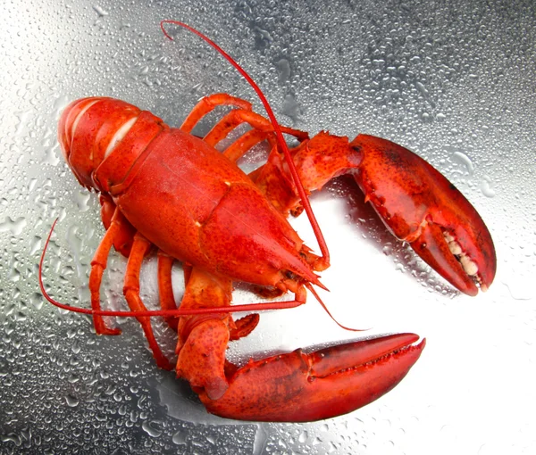 Czerwony homar na szarym tle — Zdjęcie stockowe