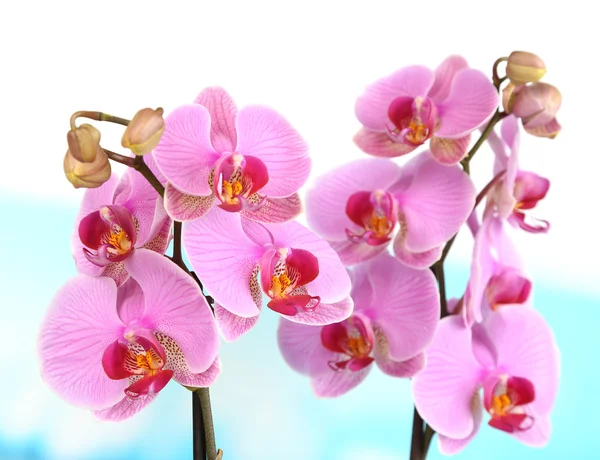 Нежная красивая орхидея на естественном фоне — стоковое фото