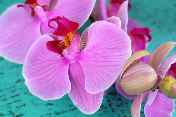 Bella orchidea gentile su tavolo di legno primo piano — Foto Stock