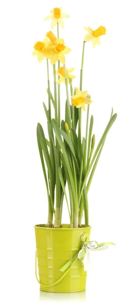 Virágcserép elszigetelt fehér-gyönyörű sárga nárcisz — Stock Fotó