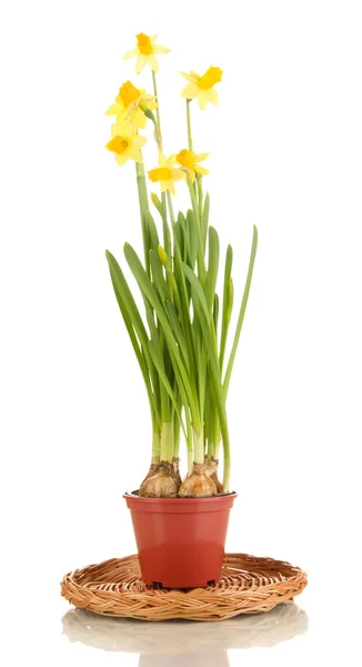 Beautiful yellow daffodils in flowerpot isolated on white — Stock Photo, Image