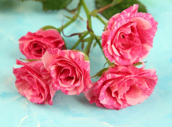 Mooie roze rozen close-up, op een achtergrond met kleur — Stockfoto