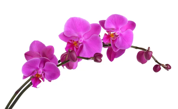 Gentle beautiful orchid isolated on white — Stock Photo, Image