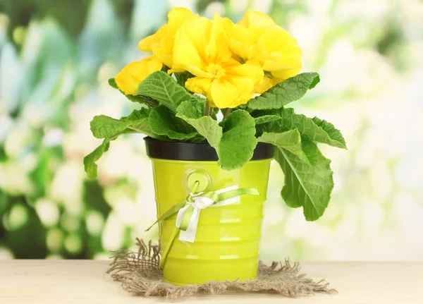 Beautiful yellow primula in flowerpot on wooden table on green background — Stock Photo, Image