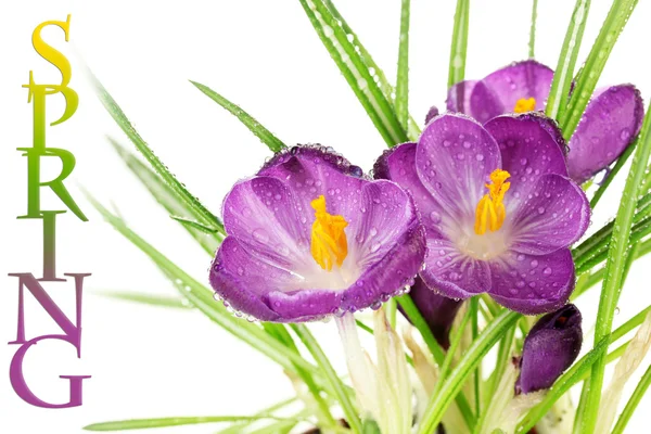 Vackra lila krokusar närbild — Stockfoto