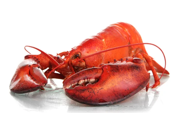 Red lobster isolated on white — Stock Photo, Image