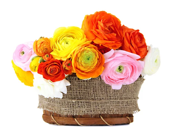 Ranunculus (persian buttercups) in basket, isolated on white — Stock Photo, Image