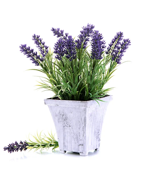 Beautiful lavender in wooden pot isolated on white — Stock Photo, Image