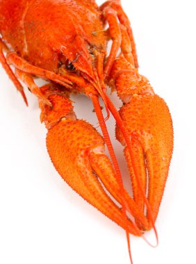 beyaz izole lezzetli haşlanmış kerevit