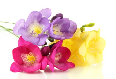 beyaz izole Frezya çiçek buketi