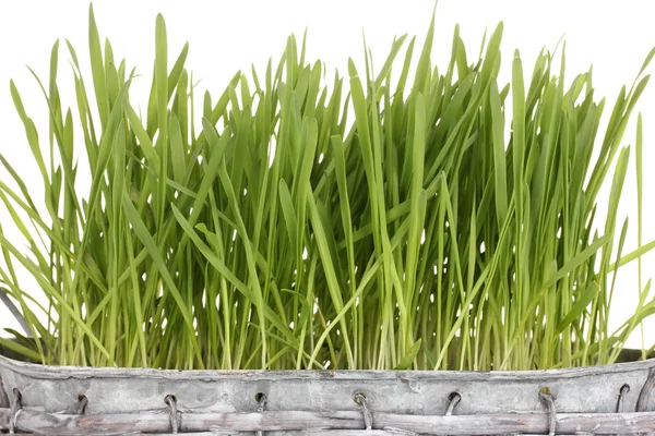 Green grass in basket close-up — Stock Photo, Image