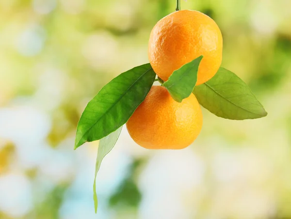 Mandarines sucrées mûres avec des feuilles, sur fond vert — Photo
